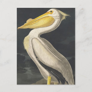 Cartão Postal Pelicano Branco Americano do Birds da América