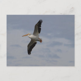 Cartão Postal Pelicano Branco Americano em migração