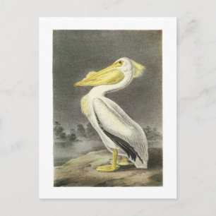 Cartão Postal Pelicano Branco Americano por Audubon