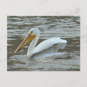 Cartão Postal Pelicano Branco B14 no Rio Lamacento