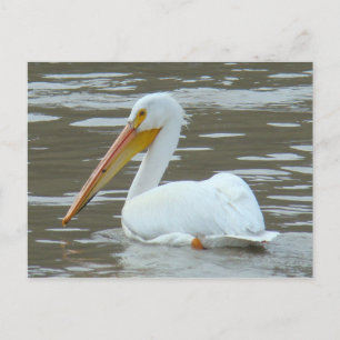Cartão Postal Pelicano Branco B15 na Água Barrenta