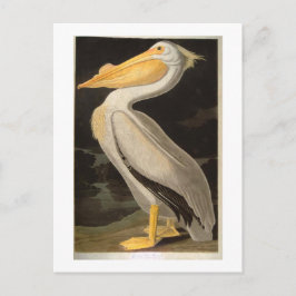 Cartão Postal Pelicano Branco, John James Audubon