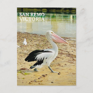 Cartão Postal Pelicano de San Remo, Ilha Phillip, Vitória