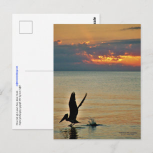 Cartão Postal Pelicano decola no pôr do sol na costa do Golfo d