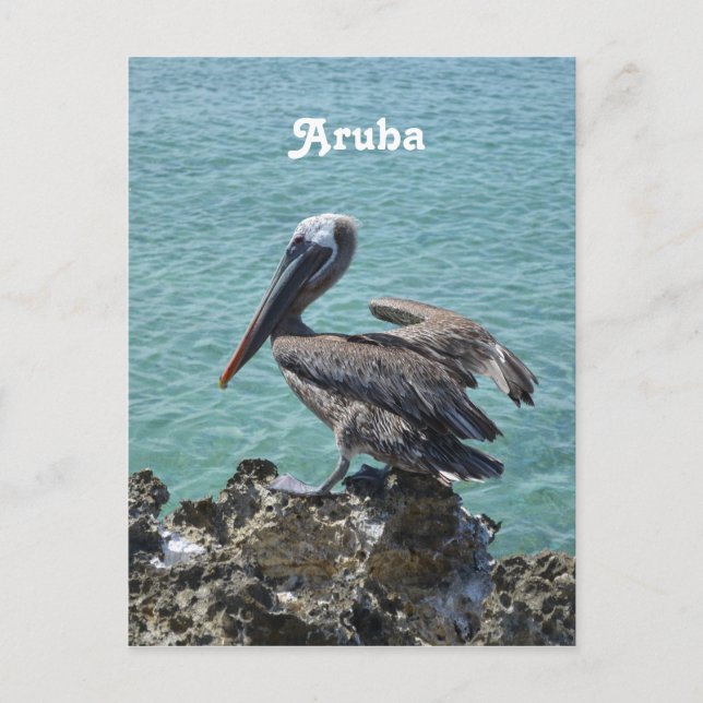 Cartão Postal Pelicano em Aruba (Frente)