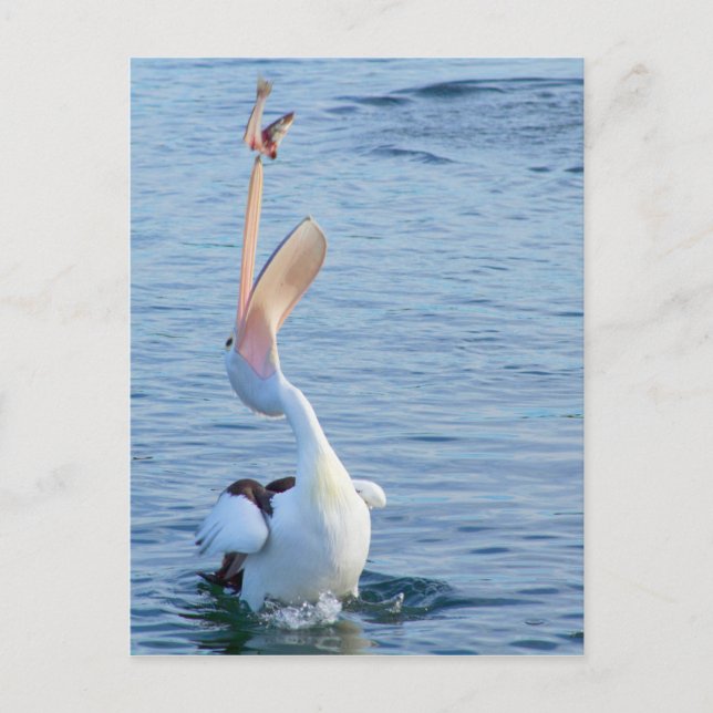 Cartão Postal Pelicano na Captura de Água de Peixes no Ar (Frente)