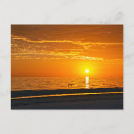 Cartão Postal Pelicano no Sunset Orange Florida