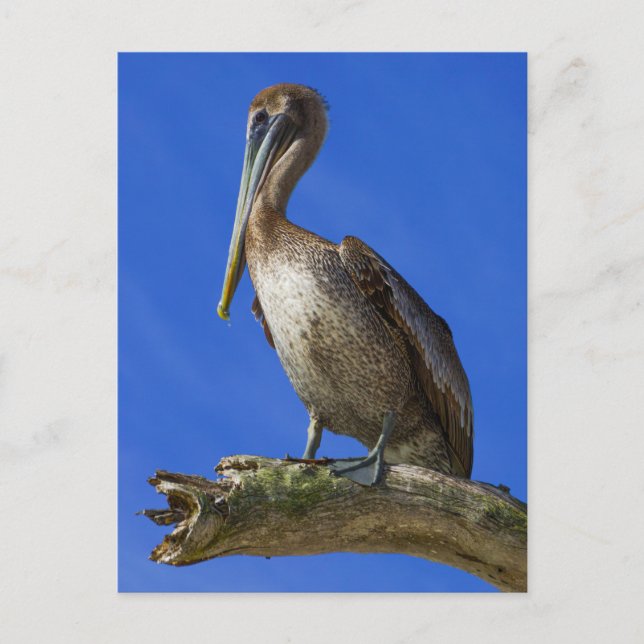 Cartão Postal Pelicano num membro (Frente)