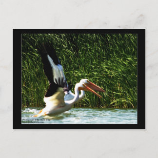 Cartão postal Pelicanos