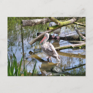 CARTÃO POSTAL PELICANOS