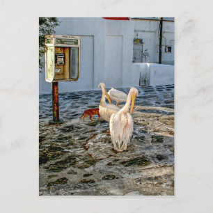 Cartão Postal Pelicanos