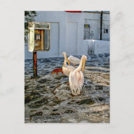 Cartão Postal Pelicanos