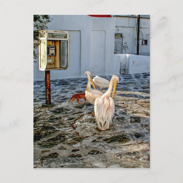 Cartão Postal Pelicanos (Frente)