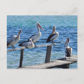 Cartão Postal Pelicanos