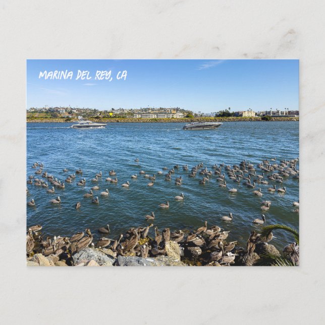Cartão Postal Pelicanos Bask In Channel - Marina Del Rey, CA (Frente)