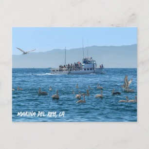 Cartão Postal Pelicanos Basking - Marina Del Rey, CA