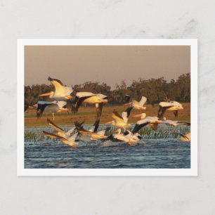 Cartão Postal Pelicanos brancos