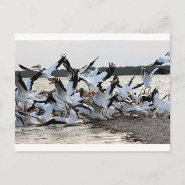 Cartão Postal Pelicanos brancos (Frente)