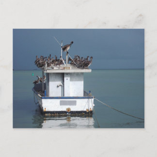 Cartão Postal Pelicanos do Cais, San Fernando, Trinidade