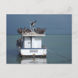 Cartão Postal Pelicanos do Cais, San Fernando, Trinidade