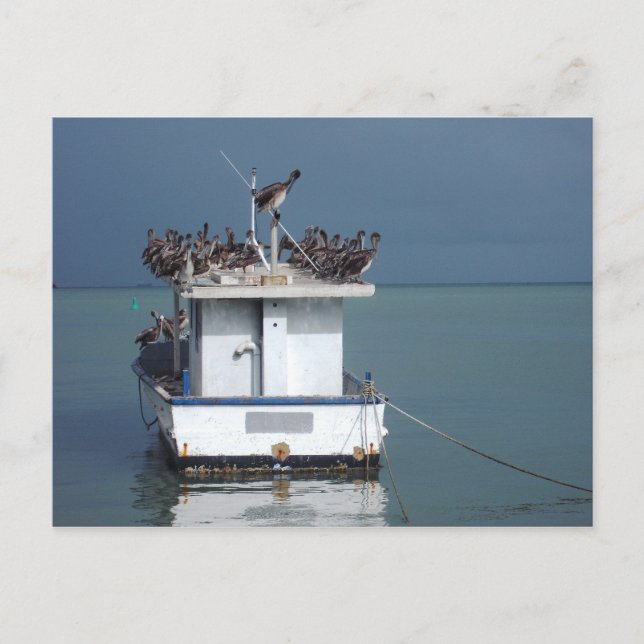 Cartão Postal Pelicanos do Cais, San Fernando, Trinidade (Frente)