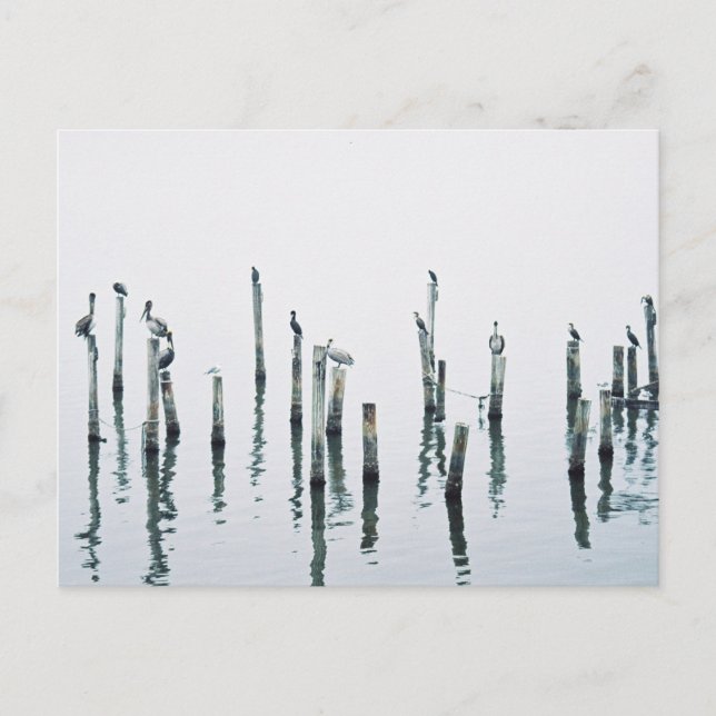 Cartão Postal Pelicanos e aves marinhas com reflexo (Frente)