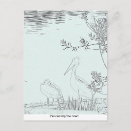 Cartão postal - Pelicanos junto ao Lago