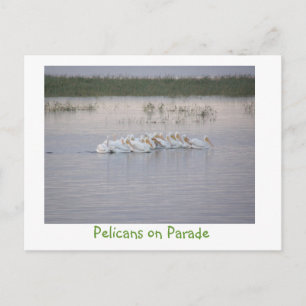 Cartão Postal Pelicanos no Desfile