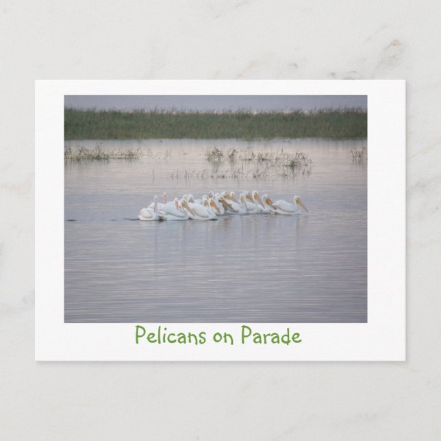 Cartão Postal Pelicanos no Desfile (Frente)