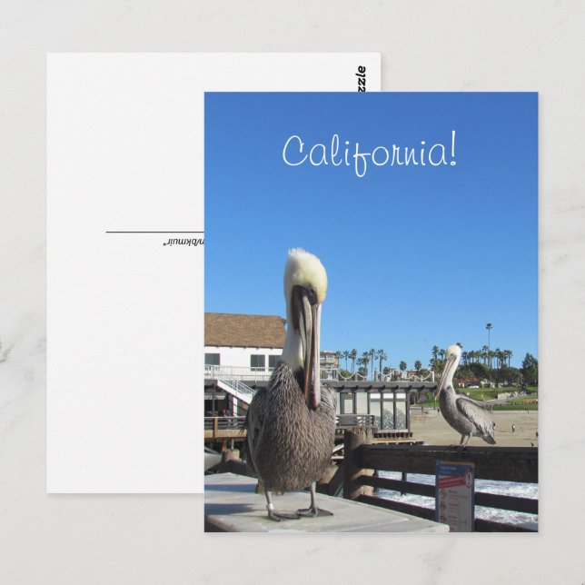 Cartão postal - Pelicanos no Pier (Frente/Verso)