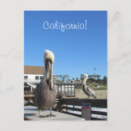 Cartão postal - Pelicanos no Pier