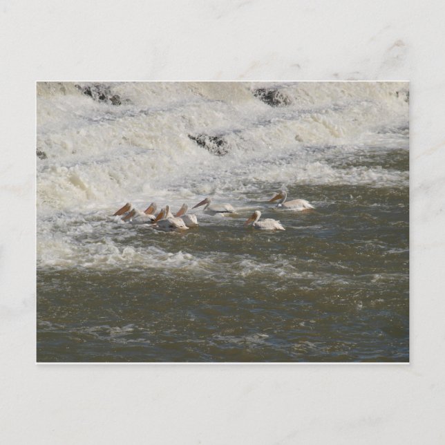 Cartão Postal Pelicanos pescando abaixo do pórtico (Frente)