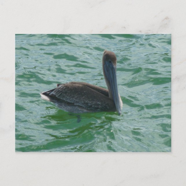 Cartão Postal Pelikan Pelikane Postkarte (Frente)