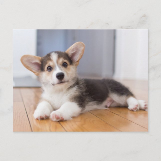 Cartão Postal Pembroke Welsh Corgi Puppy (Frente)