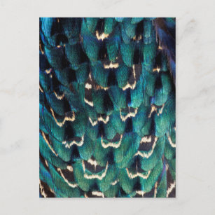 Cartão Postal Pêmona de faisão com pescoço azul