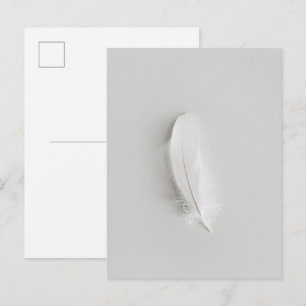 Cartão Postal Pena branca minimalista