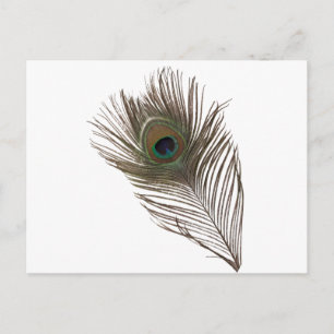 Cartão Postal Pena de Peacock