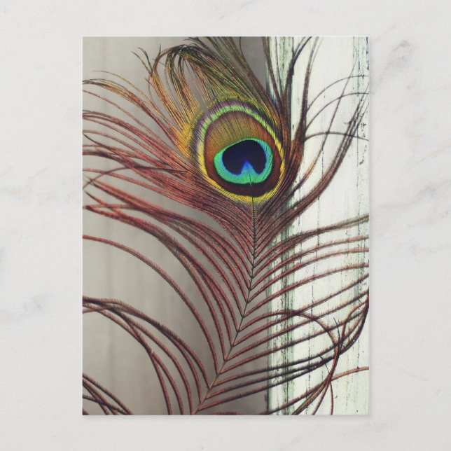 Cartão Postal Pena de Peacock em Descanso (Frente)
