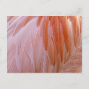 Cartão Postal Penas de Flamingo em Tons de Rosa
