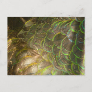 Cartão Postal Penas de Pavão III (Fêmea) Design Sutil da Naturez