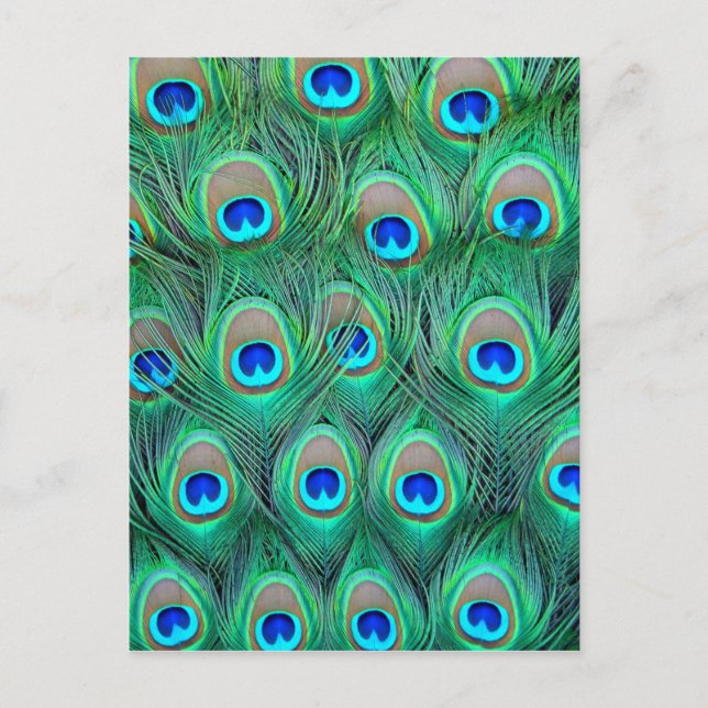 Cartão Postal Penas de Peacock (Frente)