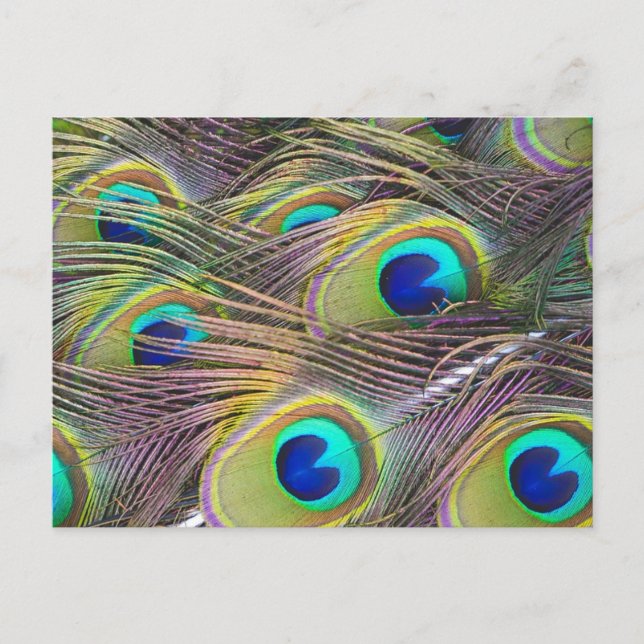 Cartão Postal Penas de Peacock (Frente)