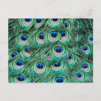 Cartão Postal Penas de Peacock