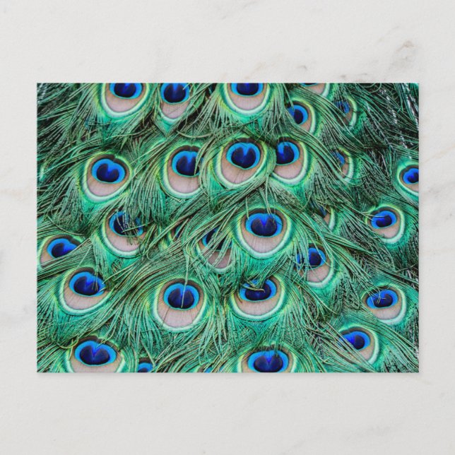 Cartão Postal Penas de Peacock (Frente)