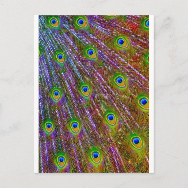 Cartão Postal Penas de Peacock (Frente)