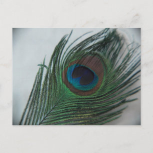 Cartão Postal Penas de Peacock Românticas