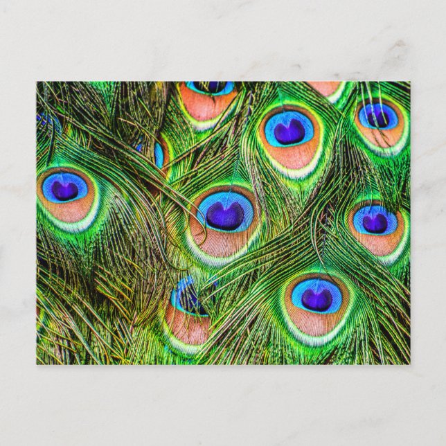 Cartão Postal Penas de Peacock Shimmering (Frente)