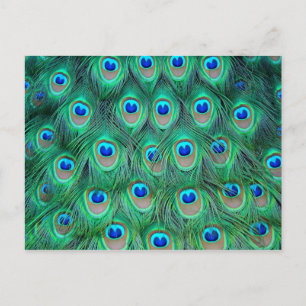 Cartão Postal Penas de Peacock Vibrantes