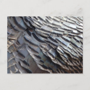 Cartão Postal Penas de Peru Selvagem II Design Abstrato da Natur