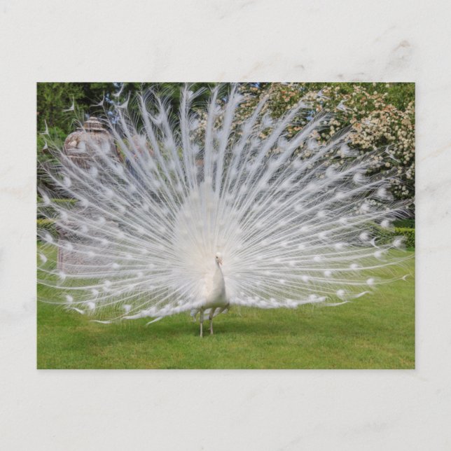 Cartão Postal Penas de Telas de Albino Peacock (Frente)